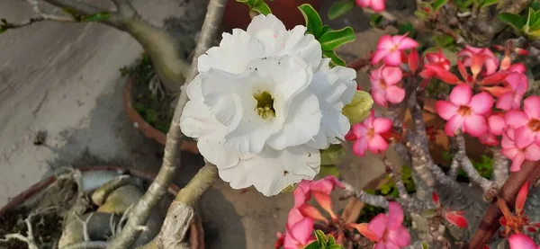 自然の背景に白いアデニウムの花 その完璧な盆栽は人気の家の開花植物を見て — ストック写真