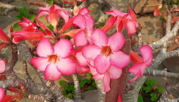 Adenium Obesum Uma Planta Família Apocynaceae Planta Com Flores Bonsai — Fotografia de Stock