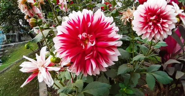 Red White Dahlia Flower Green Leaves Background Native Place Flower — 스톡 사진