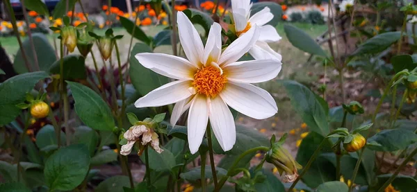 Dahlia Pinnata Asteraceae Family Species Dahlia Widely Cultivated Flowering Plant — Stock fotografie