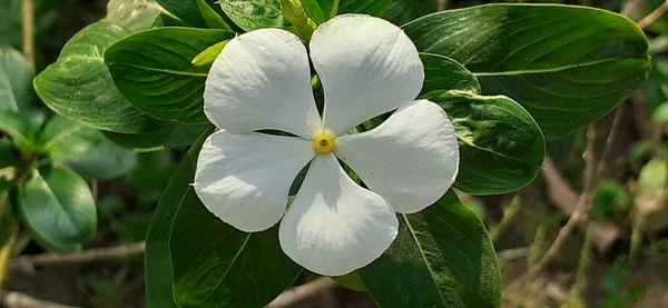 Beyaz Renkli Bir Catharanthus Roseus Çiçeği Ayrıca Vinca Rosea Olarak — Stok fotoğraf