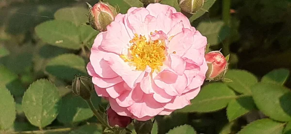 Rosa Damascena Damask Rose Rosaceae Familyasından Bir Çiçekleme Bitkisidir Ayrıca — Stok fotoğraf