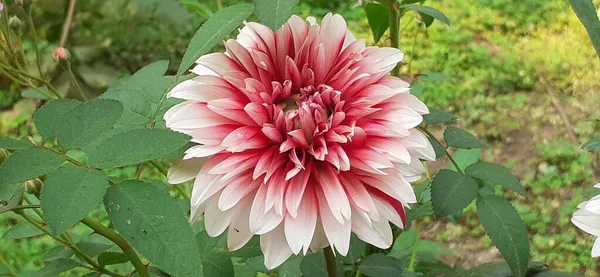 Red White Dahlia Flower Green Leaves Background Native Place Flower — Stok fotoğraf