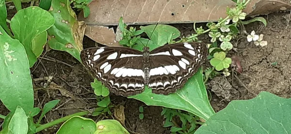 Neptis Columella Short Banded Sailer Species Nymphalidae Family Butterfly Mainly — Stock Photo, Image