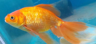 Most beautiful an orange color fantail goldfish in aquarium water.