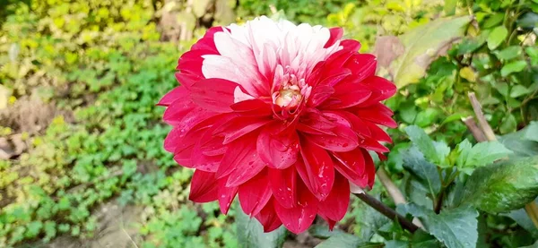 Red White Dahlia Flower Green Leaves Background Native Place Flower — 스톡 사진