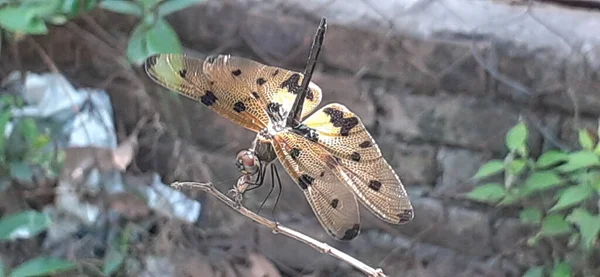 水母斑纹蜻蜓 Rhyothemis Variegata 或普通画翼蜻蜓 Common Picture Wing Dragonfly 是一种水母科蜻蜓 它也被称为方阵萤火虫 — 图库照片
