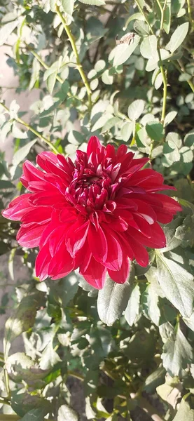 Red Dahlia Flower Garden Green Leaves Background Native Place Flower — Stock Photo, Image