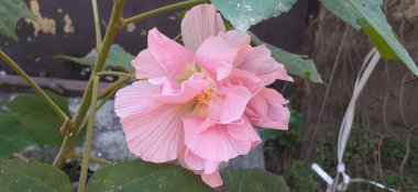 Hibiscus Mutabilis, tüm dünyada gösterişli çiçekler için yetiştirilmiş bir çiçektir. Ayrıca Cotton Rose, Land Lotus, Dixie Rosemallow, Cotton Rosemallow ve Konfederasyon Gülü olarak da bilinir..