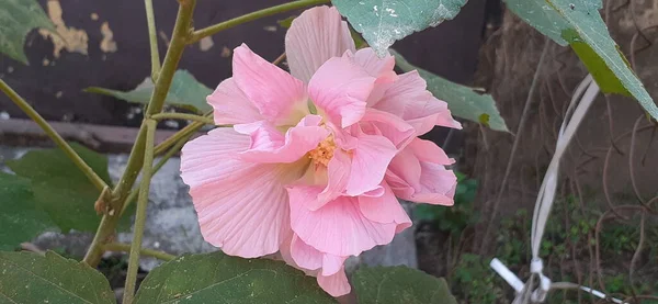 Hibiscus Mutabilis Est Une Plante Fleurs Cultivée Dans Monde Entier — Photo