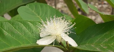 Guava Çiçeği bir Tropikal Meyve Çiçeği, Çok Yüksek Beslenme Değeri Meyve, bu meyve ağacının doğal yeri Meksika, Orta Amerika, Kuzey Güney Amerika ve Karayipler 'dir..