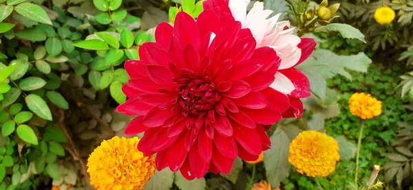 Red Dahlia Flower Garden Green Leaves Background Native Place Flower — Stock Photo, Image