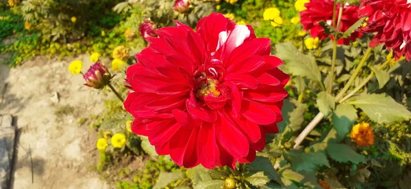 Red Dahlia Flower Garden Green Leaves Background Native Place Flower — 图库照片