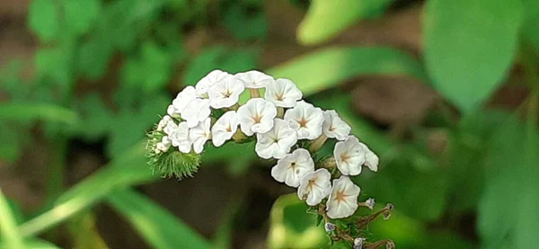 Индийский Heliotrope Heliotropium Indicum Является Семейным Отходами Семейства Boraginaceae Мест — стоковое фото