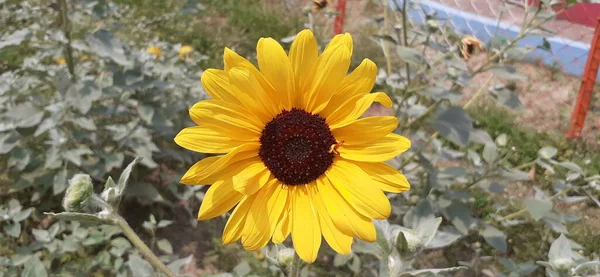 Common Sunflower Родина Asteraceae Щорічна Заборона Edible Oily Насіння Вирощують — стокове фото