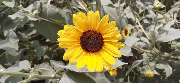 Common Sunflower Adalah Tanaman Biji Minyak Forb Tahunan Asteraceae Edible — Stok Foto