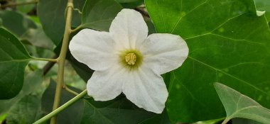  Ivy Gourd ayrıca coccinia grandis, tindora, kowai meyvesi ve kırmızı kabak olarak da bilinir. Hindistan 'ın güney eyaletinde kurulmuştur. Tropik bir sarmaşıktır ve çoğunlukla tropikal iklimde yetişir, çoğunlukla sebze olarak kullanılır..