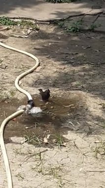 Musluk suyunda yıkanan Kırmızı Havalandırmalı Bulbul kuşu.