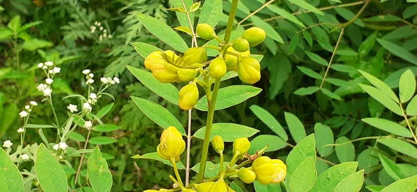 Senna Occidentalis Species Pantropical Plant Also Known Coffee Senna Septicweed — Stockfoto