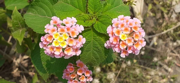 Batı Hint Pembesi Sarı Lantana Çiçek Açan Bir Bitki Türüdür — Stok fotoğraf