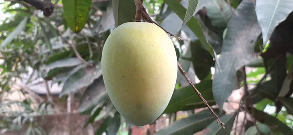 Πιο Όμορφο Ώριμο Φρούτο Μάνγκο Κρέμεται Στο Δέντρο Μάνγκο Στον — Φωτογραφία Αρχείου