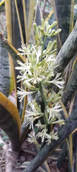 Dracaena Trifasciata Adalah Tumbuhan Berbunga Keluarga Asparagaceae Tempat Asal Tumbuhan — Stok Foto