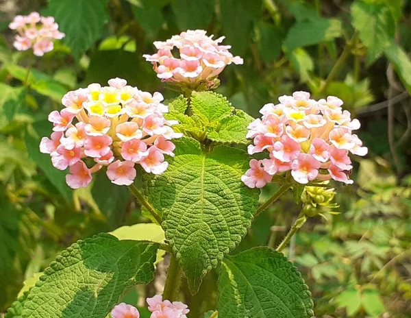 Δυτική Ινδική Ροζ Και Κίτρινο Lantana Επίσης Γνωστή Common Lantana — Φωτογραφία Αρχείου