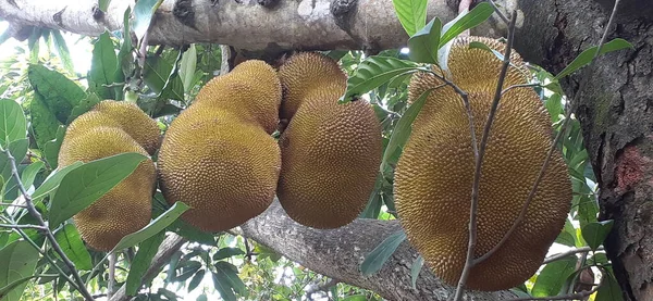 Jackfruit Tree Είναι Ένα Είδος Της Οικογένειας Των Δέντρων Σύκο — Φωτογραφία Αρχείου