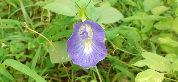Klitoria Ternatea Asya Güvercinkanatları Fabaceae Familyasından Bir Çiçek Bitkisidir Bluebellvine — Stok fotoğraf