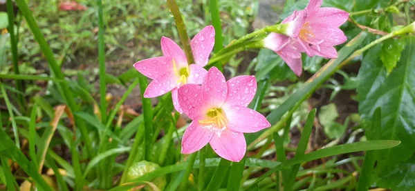 Różowa Lilia Deszczowa Bardzo Mały Kwiat Jest Również Znany Jako — Zdjęcie stockowe