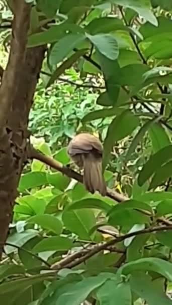 Jungle Babbler Bird Сидячи Дереві Twig — стокове відео