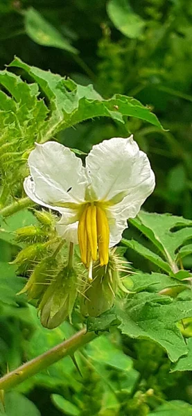Solanum Sisymbriifolium Malý Bílý Květ Také Známo Litchi Rajče Lepkavý — Stock fotografie