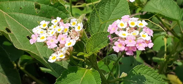 Lantana Camara Also Known Common Lantana Species Flowering Plant Its — Stock Photo, Image