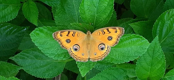 孔雀Pansy蝴蝶是金丝雀科的蝴蝶 它也被称为Junonia Almana 它主要见于南亚和柬埔寨 — 图库照片