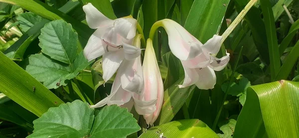 줄무늬 Pink Striped Trumpet Lily 다년생 피우는 식물중 라티프 Crinum — 스톡 사진