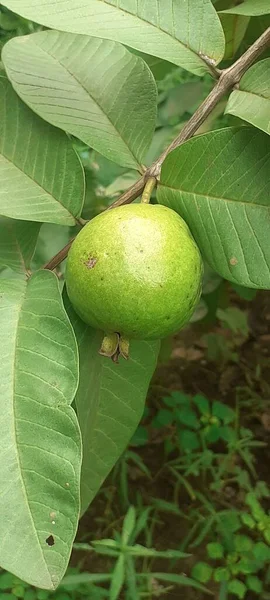 Guava Φρούτα Είναι Ένα Τροπικό Φρούτο Του Μια Πολύ Υψηλή — Φωτογραφία Αρχείου