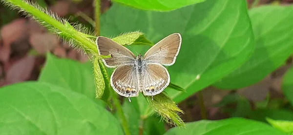 葛兰素蓝蝴蝶是一种兰素蓝蝴蝶或蓝素蓝蝴蝶 它也被称为Euchrysops Cnejus 牠们主要出没于印度及澳洲 — 图库照片