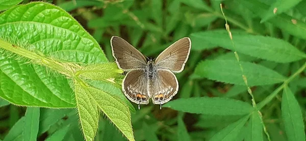 グラムブルー蝶はLycenidasまたはブルースファミリー蝶です エウクレイソプス ネジュスとも呼ばれる 主にインドやオーストラリアで見られる — ストック写真