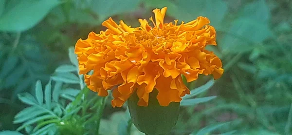 Πιο Όμορφο Λουλούδι Marigold Είναι Επίσης Γνωστό Aztec Marigold Και — Φωτογραφία Αρχείου