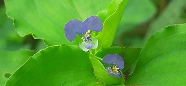 Commelina Benghalensis Bengal Dayflower Tropical Asia African Perennial Herb Also — Photo