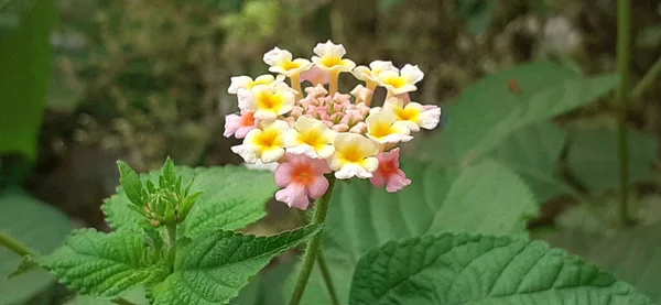 西印度粉色和黄色兰塔纳 West Indian Pink Yellow Lantana 也被称为普通兰塔纳 Common Lantana 是一种开花植物 — 图库照片