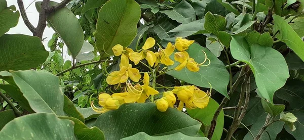 stock image Golden Shower tree is a flowering plant also known Cassia Fistula, Purging cassia,Pudding pipe tree or Indian laburnum. Native place of this flowering plant is Indian Subcontinent and Southeast Asian Region.