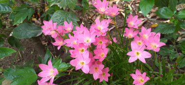  Pembe Yağmurlu Zambak çok küçük bir çiçektir. Ayrıca pembe zambak, pembe zambak, pembe sihirli zambak ve yağmur zambağı olarak da bilinir..