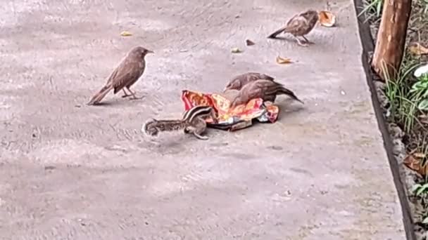 Ινδικό Σκίουρος Φοίνικα Και Πουλιά Τρώνε Τρόφιμα Μαζί — Αρχείο Βίντεο