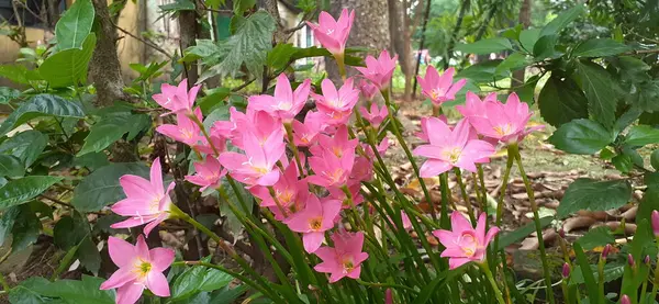 Růžová Víla Lily Velmi Malá Květinka Také Známý Jako Růžová — Stock fotografie