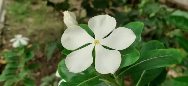 Beyaz renkli bir Catharanthus Roseus Çiçeği ayrıca Vinca Rosea olarak da bilinir. Memleketi Madagaskar 'dır. Bu bitki süs ve tıbbi bitki olarak kullanılıyor..