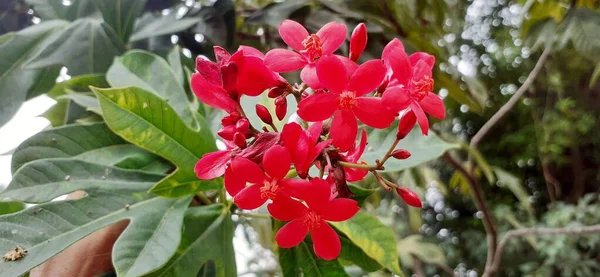 Peregrina Euphorbiaceae Family Species Flowering Plant Also Known Jatropha Integerrima — Stock Photo, Image