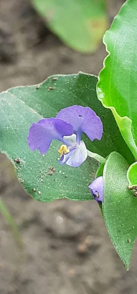 Commelina Benghalensis Bengal Dayflower Tropical Asia African Perennial Herb Also — Foto de Stock