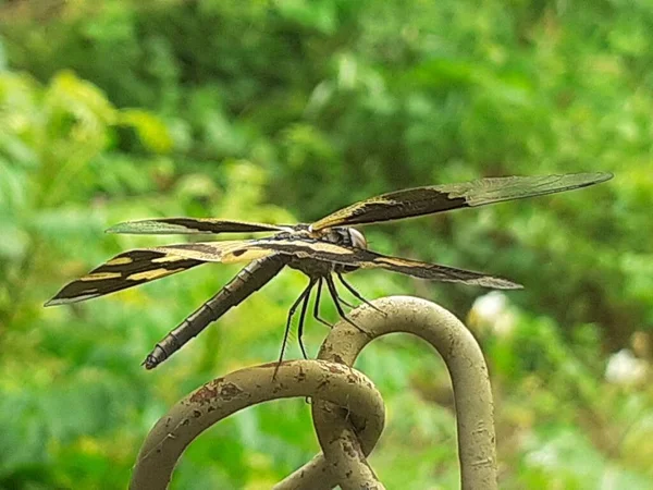 Rhyothemis Variegata Common Picture Wing Dragonfly Стрекоза Семейства Libellulidae Известен — стоковое фото