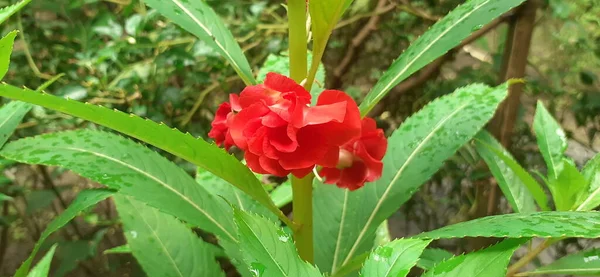 Impatiens Balsamina Ist Eine Einjährige Blühpflanze Aus Der Familie Der — Stockfoto